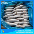 Kinds of size frozen mackerel fish